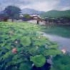 LOTUS POND